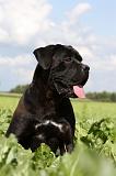 CANE CORSO 880